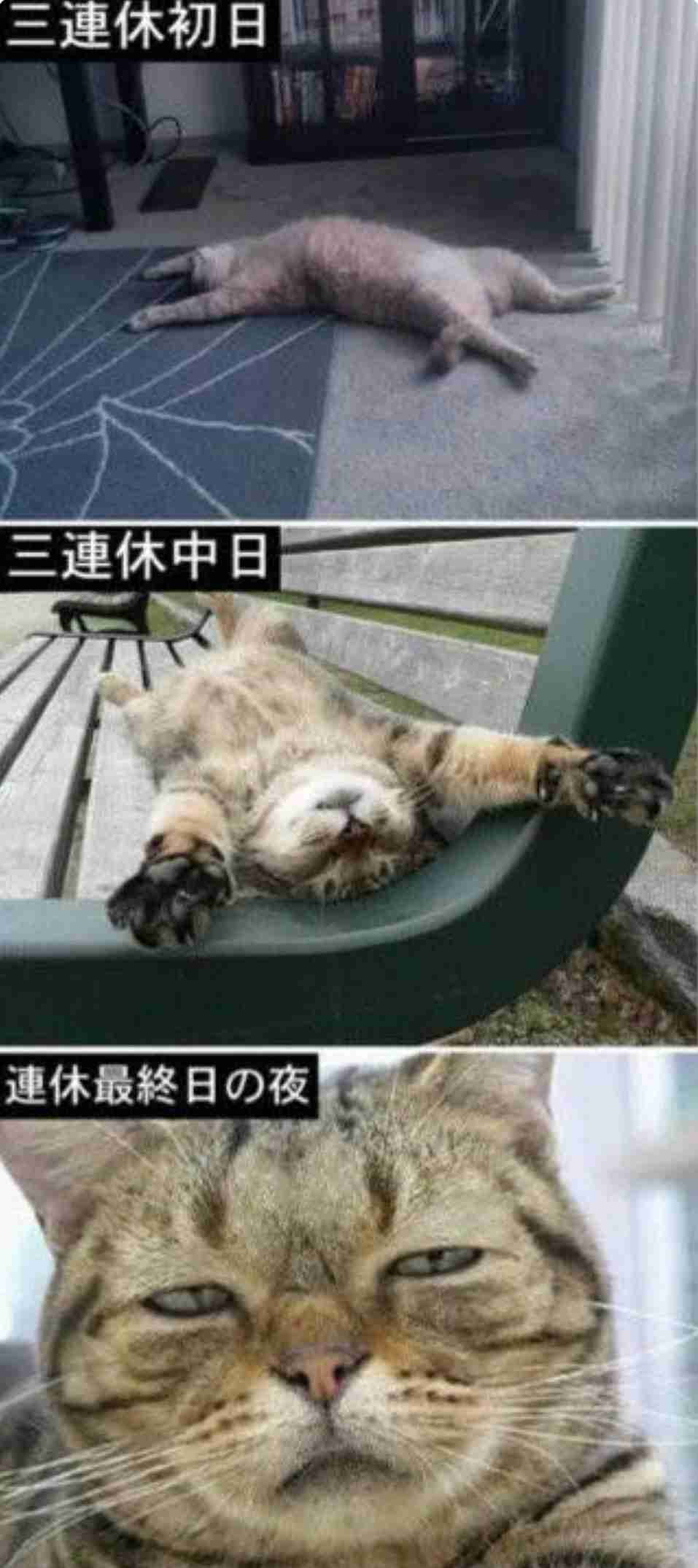 二度見どころか三度見したくなる画像やGIFが集まるトピ