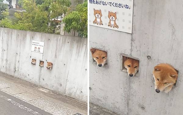 二度見どころか三度見したくなる画像やGIFが集まるトピ