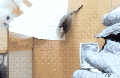 二度見どころか三度見したくなる画像やGIFが集まるトピ