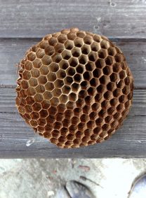 【閲覧注意】集合体が好き！