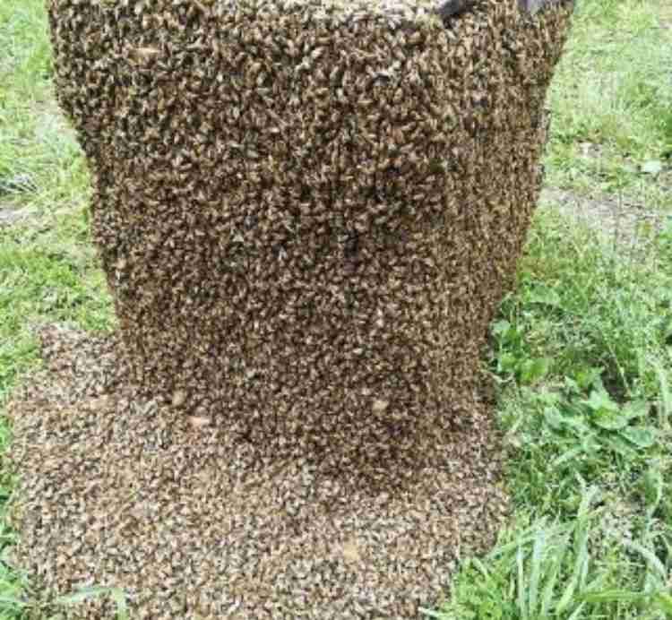 【閲覧注意】集合体が好き！