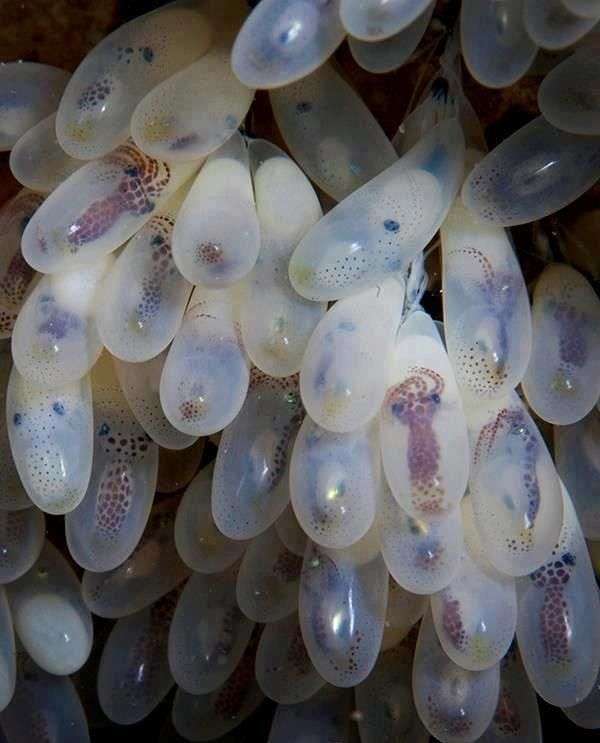 【閲覧注意】集合体が好き！