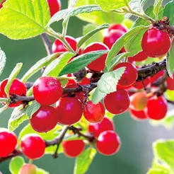 【家庭菜園】家で収穫できたらいいな～という妄想