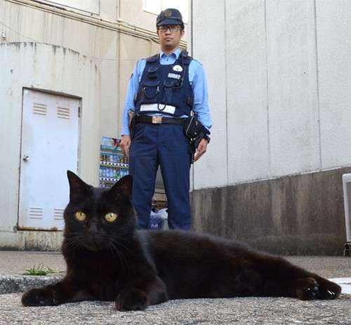 警察のお世話になる動物画像ください