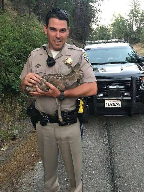 警察のお世話になる動物画像ください
