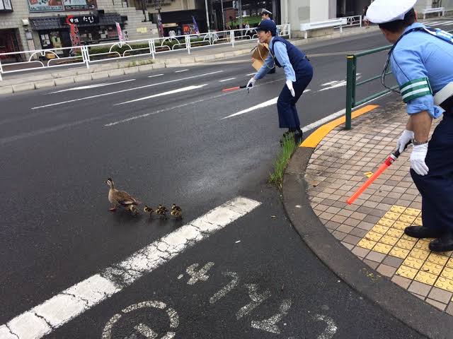 警察のお世話になる動物画像ください