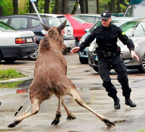 警察のお世話になる動物画像ください