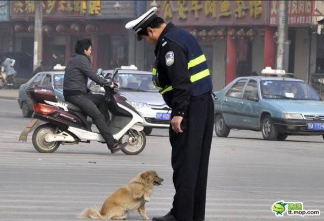 警察のお世話になる動物画像ください