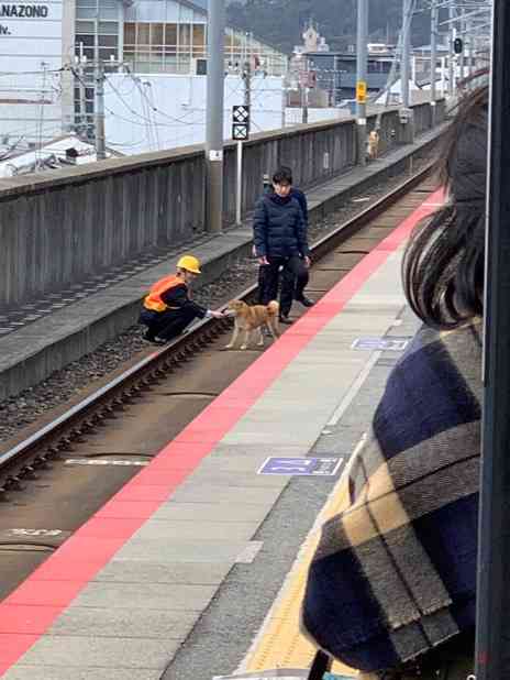 警察のお世話になる動物画像ください