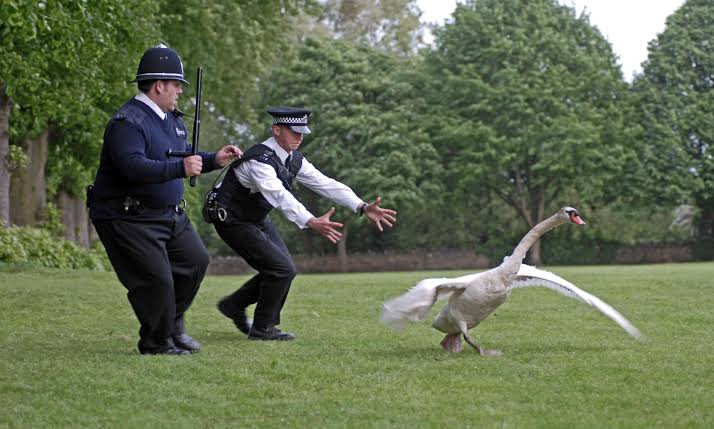 警察のお世話になる動物画像ください