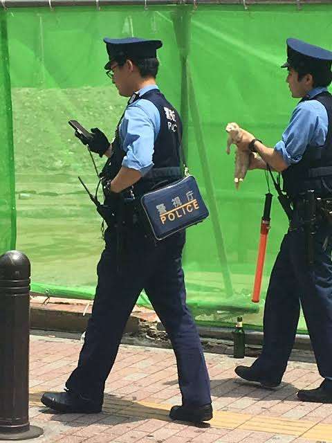 警察のお世話になる動物画像ください
