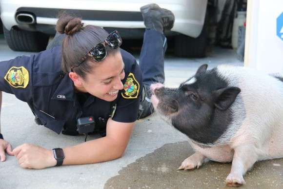 警察のお世話になる動物画像ください