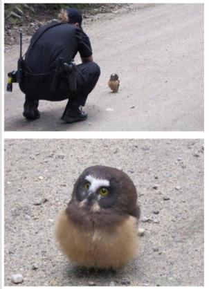 警察のお世話になる動物画像ください