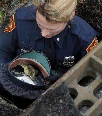 警察のお世話になる動物画像ください