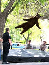 警察のお世話になる動物画像ください