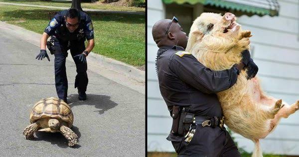 警察のお世話になる動物画像ください