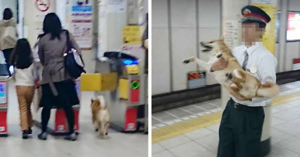 警察のお世話になる動物画像ください