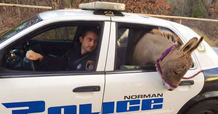 警察のお世話になる動物画像ください