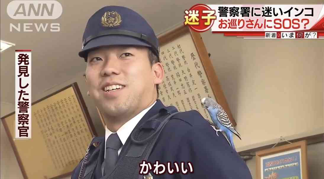 警察のお世話になる動物画像ください