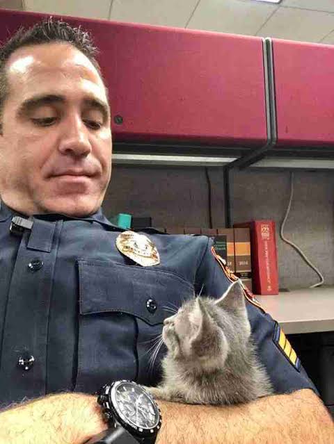 警察のお世話になる動物画像ください