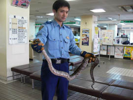 警察のお世話になる動物画像ください