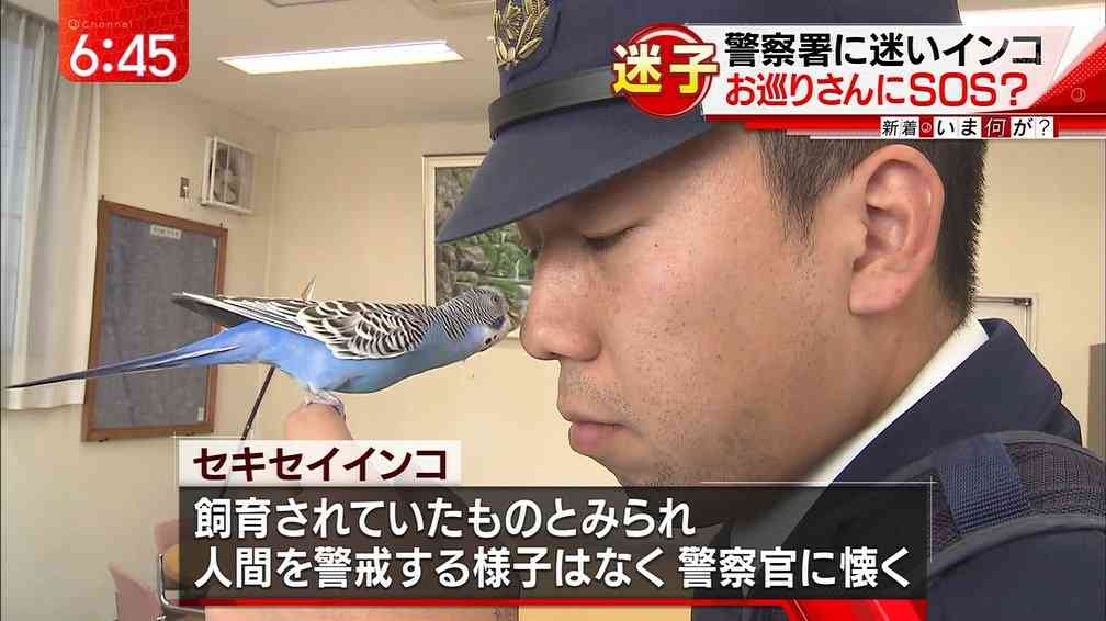 警察のお世話になる動物画像ください