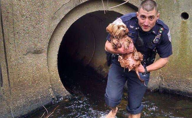 警察のお世話になる動物画像ください