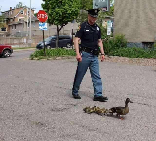 警察のお世話になる動物画像ください