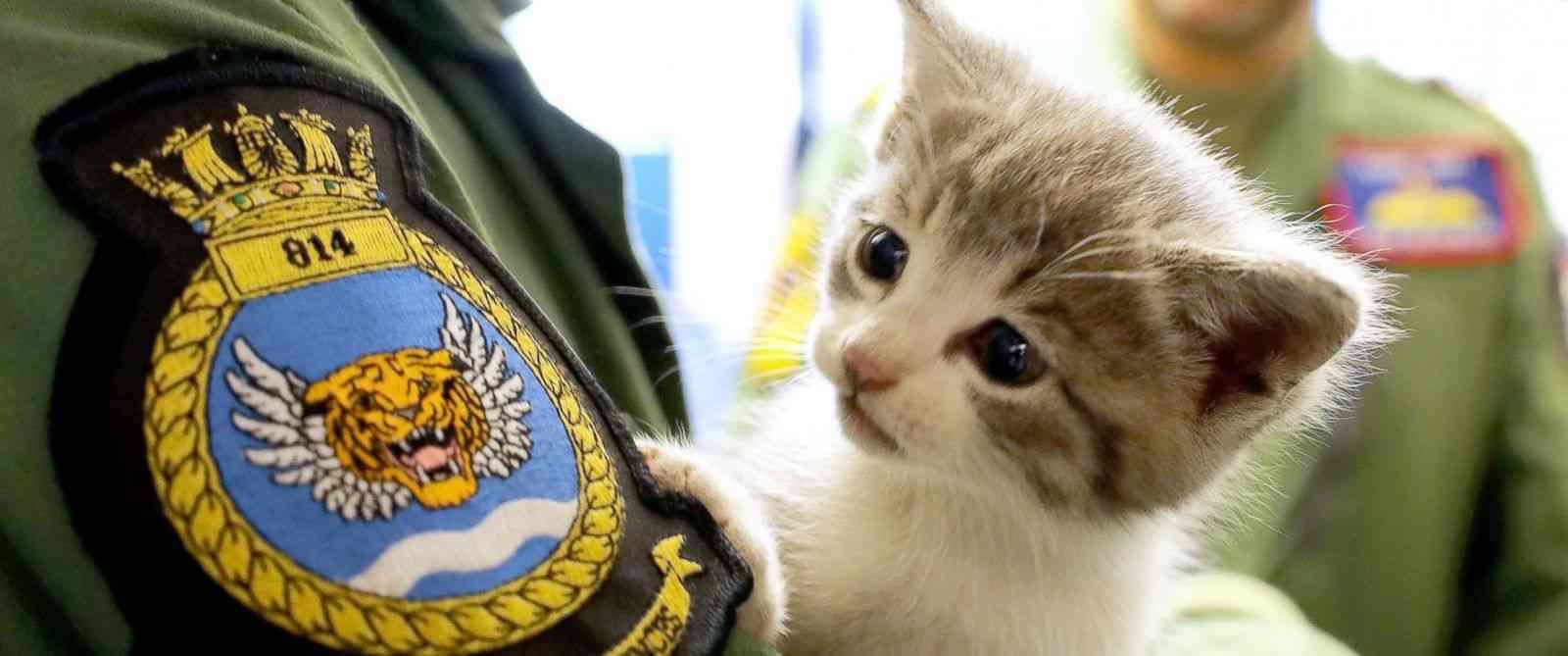 警察のお世話になる動物画像ください
