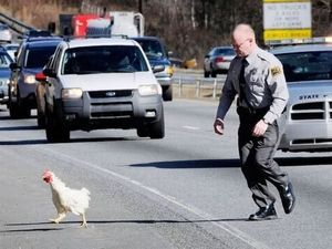 警察のお世話になる動物画像ください