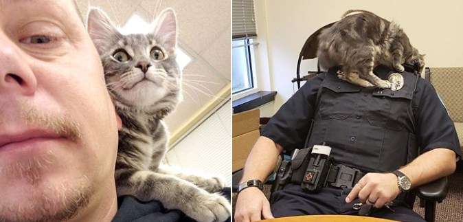 警察のお世話になる動物画像ください