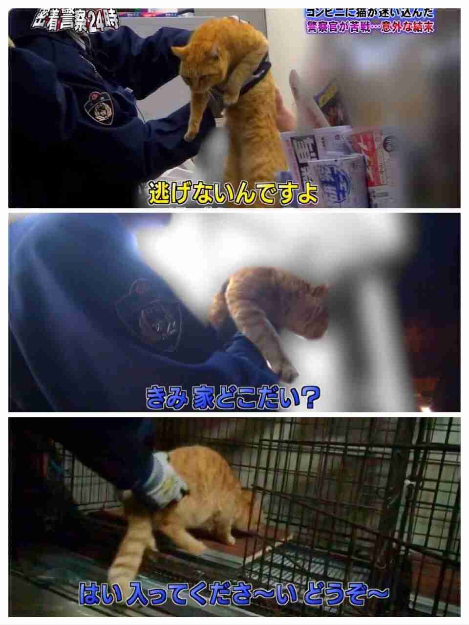 警察のお世話になる動物画像ください
