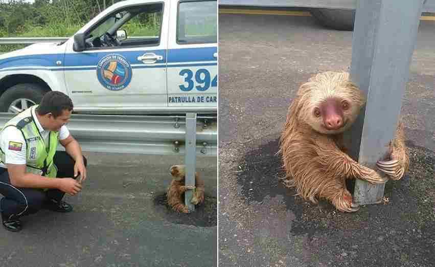 警察のお世話になる動物画像ください