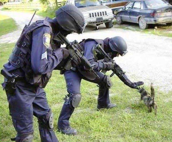 警察のお世話になる動物画像ください