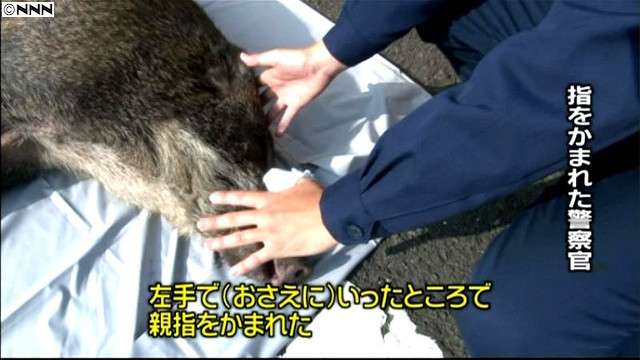 警察のお世話になる動物画像ください