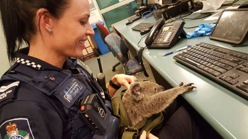 警察のお世話になる動物画像ください