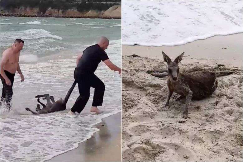 警察のお世話になる動物画像ください