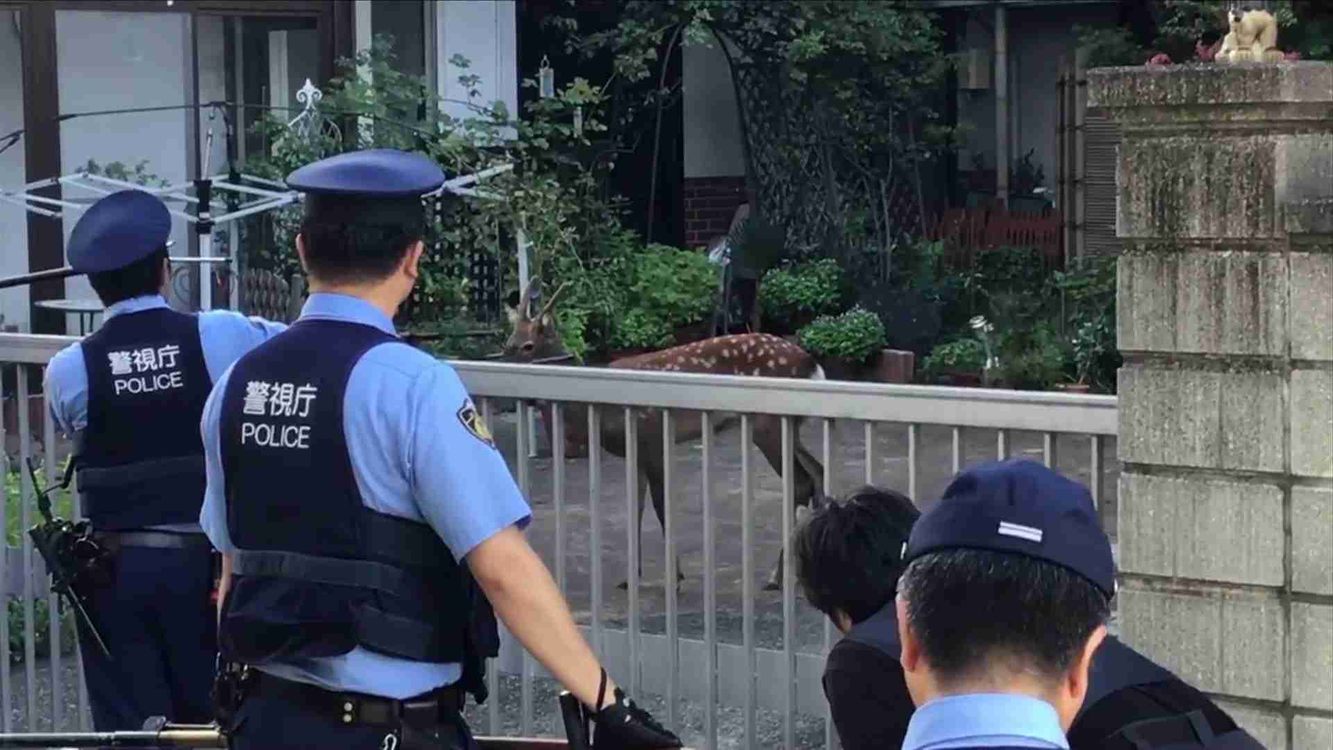 警察のお世話になる動物画像ください