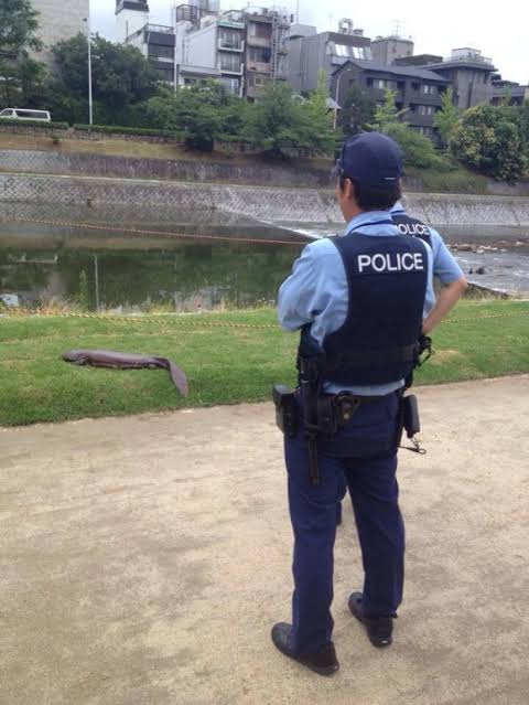 警察のお世話になる動物画像ください