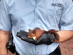 警察のお世話になる動物画像ください