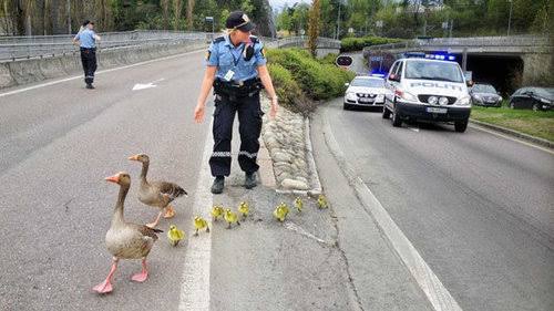 警察のお世話になる動物画像ください