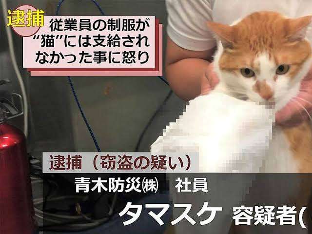 警察のお世話になる動物画像ください