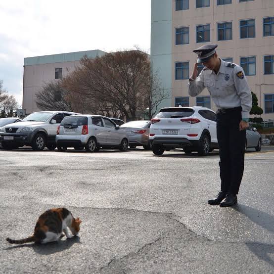警察のお世話になる動物画像ください