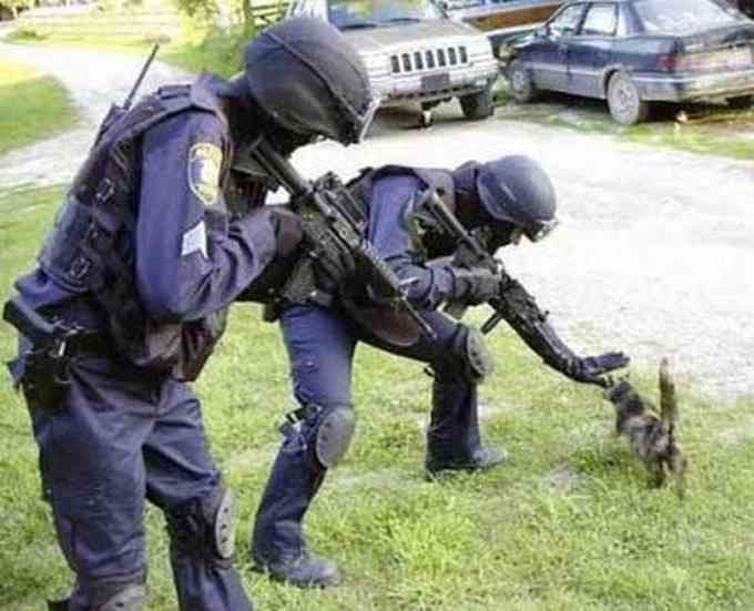 警察のお世話になる動物画像ください