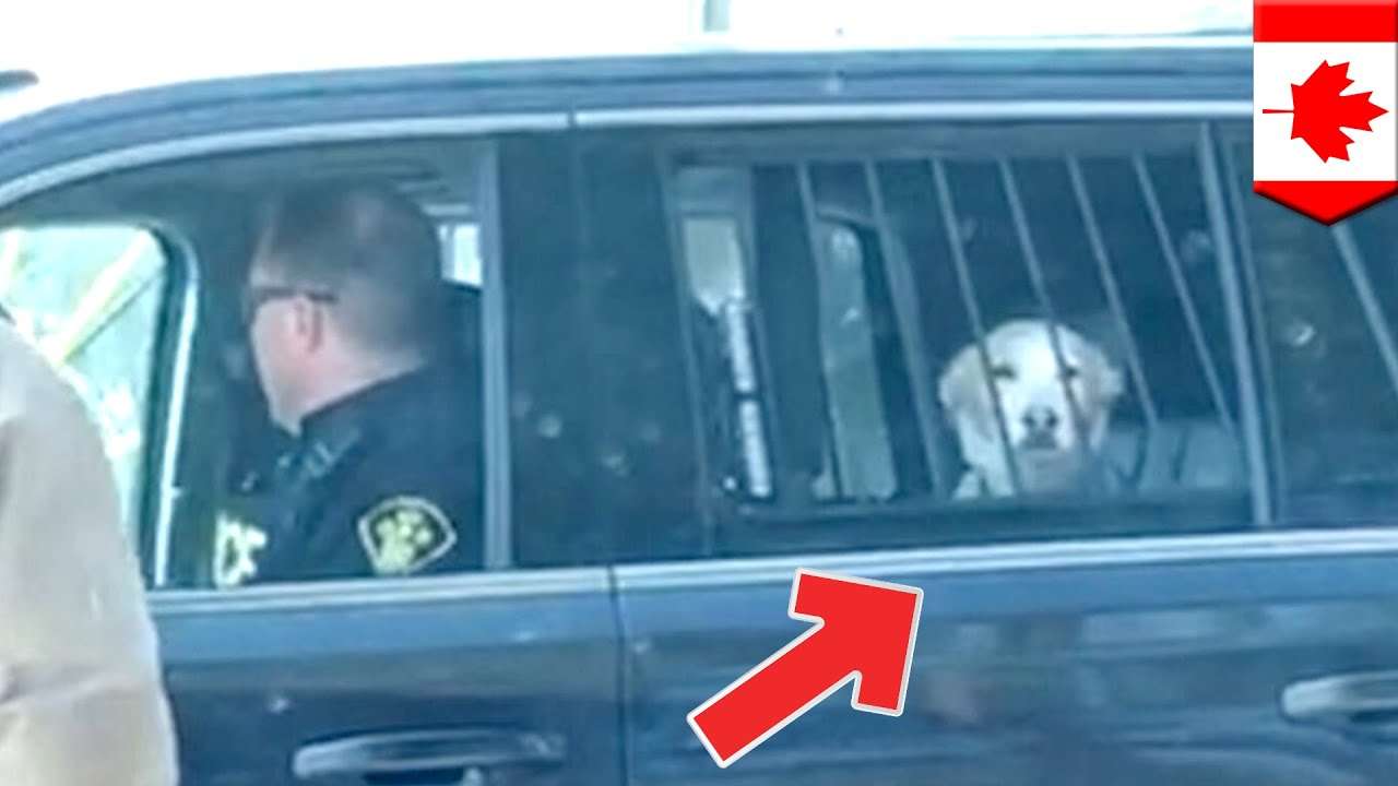 警察のお世話になる動物画像ください