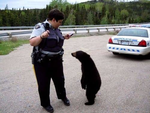警察のお世話になる動物画像ください
