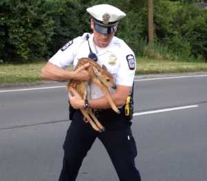 警察のお世話になる動物画像ください
