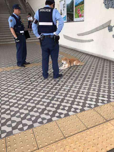 警察のお世話になる動物画像ください