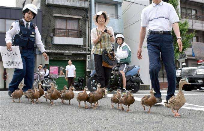 警察のお世話になる動物画像ください