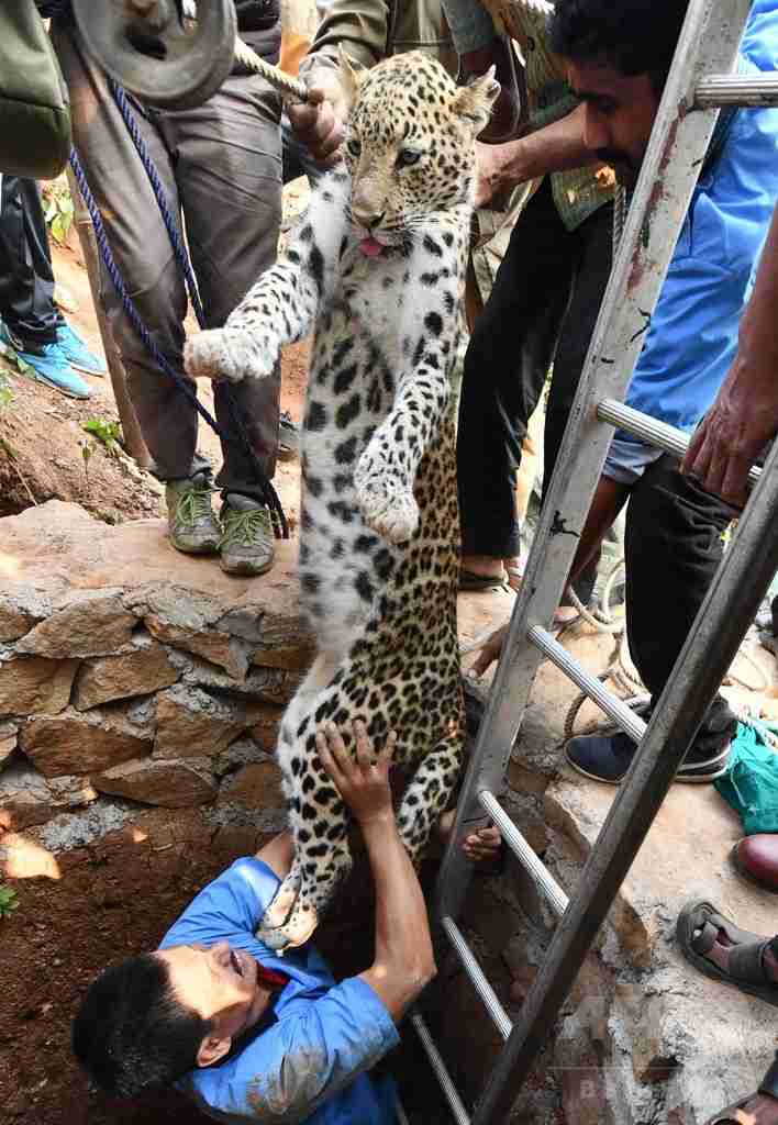 警察のお世話になる動物画像ください